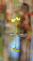 Utricularia radiata