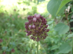 Allium