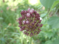 Allium