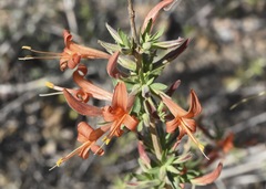 Anisacanthus thurberi