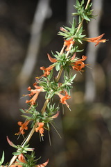 Anisacanthus thurberi