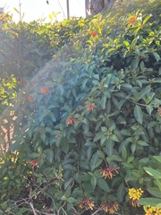 Pseudogynoxys chenopodioides