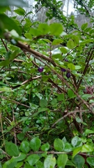 Lonicera ligustrina
