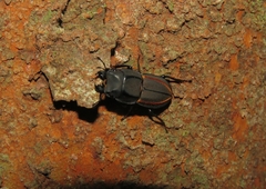 Erichius vittatus