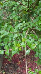 Lonicera ligustrina
