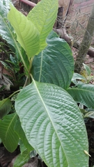 Acanthoideae