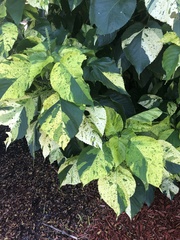 Acalypha