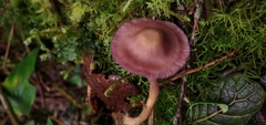 Laccaria gomezii