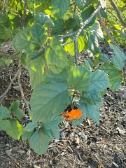 Cordia sebestena