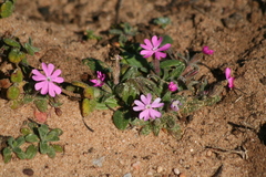 Silene littorea