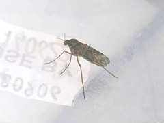 Sylvicola neozelandicus