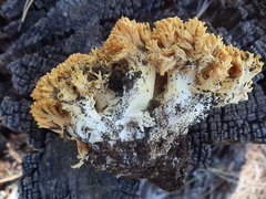 Ramaria aurantiisiccescens