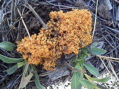 Ramaria aurantiisiccescens