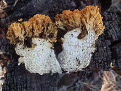 Ramaria aurantiisiccescens
