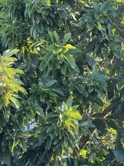 Persea americana