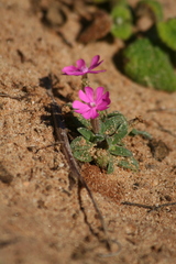 Silene littorea
