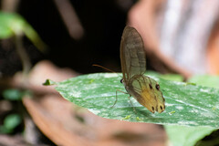 Haetera piera