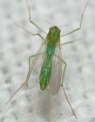 Endochironomus