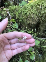 Claytonia sibirica