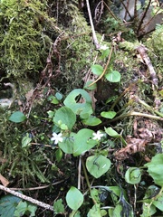 Claytonia sibirica