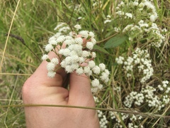Ageratina riparia