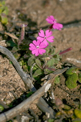 Silene littorea