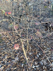 Vaccinium arboreum