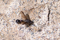 Vespoidea