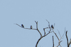 Chelidoptera tenebrosa