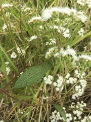 Ageratina riparia