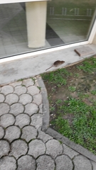 Rattus rattus