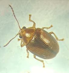 Eucolaspis brunnea
