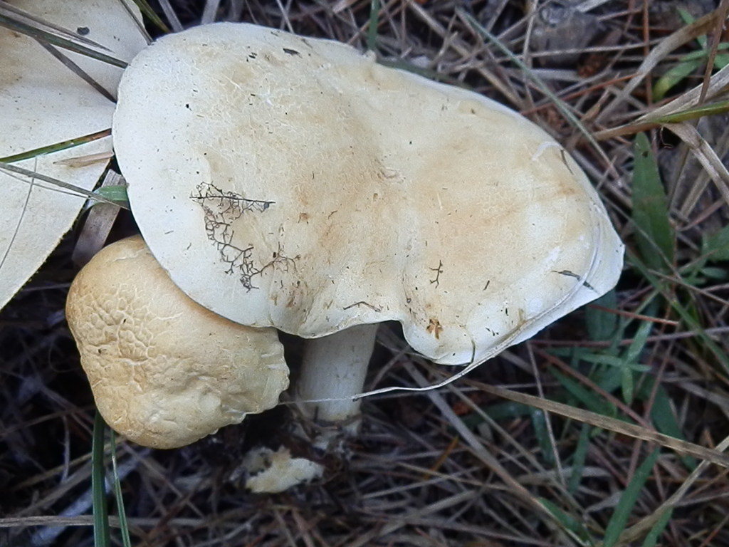 Leucopaxillus paradoxus