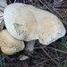 Leucopaxillus paradoxus - Photo (c) pinonbistro, some rights reserved (CC BY-SA), uploaded by pinonbistro