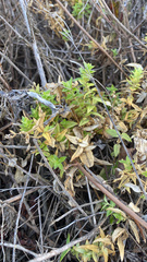 Stellaria littoralis