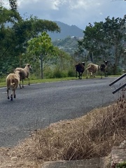 Ovis aries