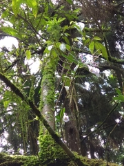 Lysionotus pauciflorus