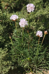 Armeria welwitschii