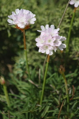 Armeria welwitschii