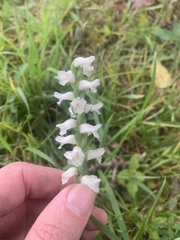 Spiranthes odorata