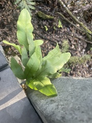 Phlebodium aureum