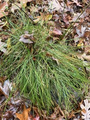 Carex leptalea