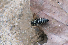 Bicyrtes discisus