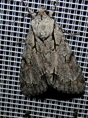 Acronicta psi