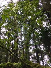 Lysionotus pauciflorus