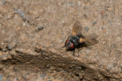 Muscidae