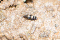 Thysanoptera