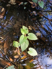 Piperales