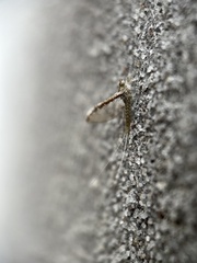Callibaetis