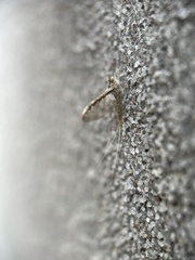 Callibaetis